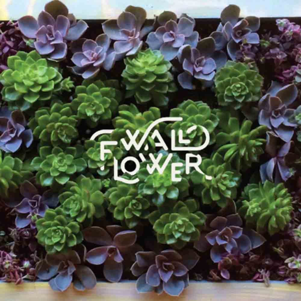 wall flower